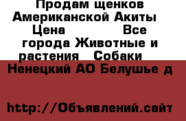 Продам щенков Американской Акиты › Цена ­ 25 000 - Все города Животные и растения » Собаки   . Ненецкий АО,Белушье д.